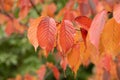 North Japanese hill cherry Prunus sargentii orange-red autumn foliage